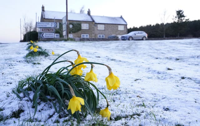 Daffodils wilt in the cold after snow fell in Slayley, Northumberland