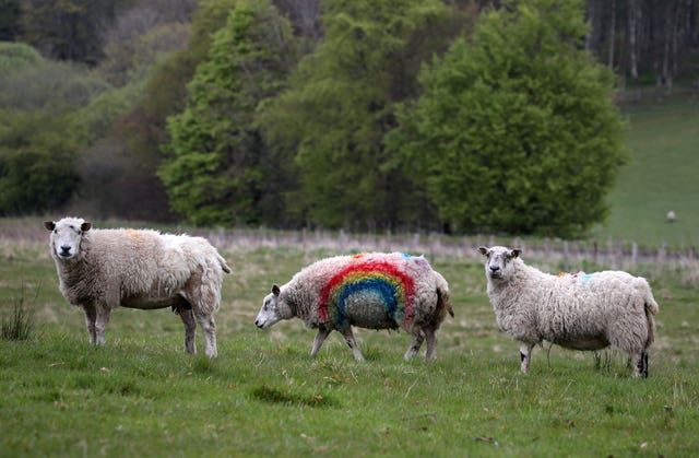 A sheep with a rainbow painted on its side in a field near Dunblane 