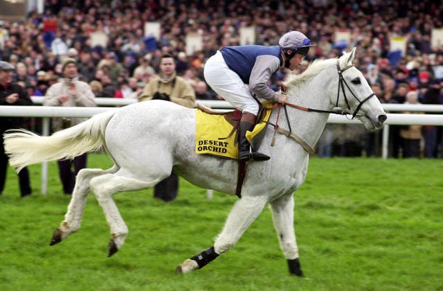 The magnificent Desert Orchid is part of racing folklore