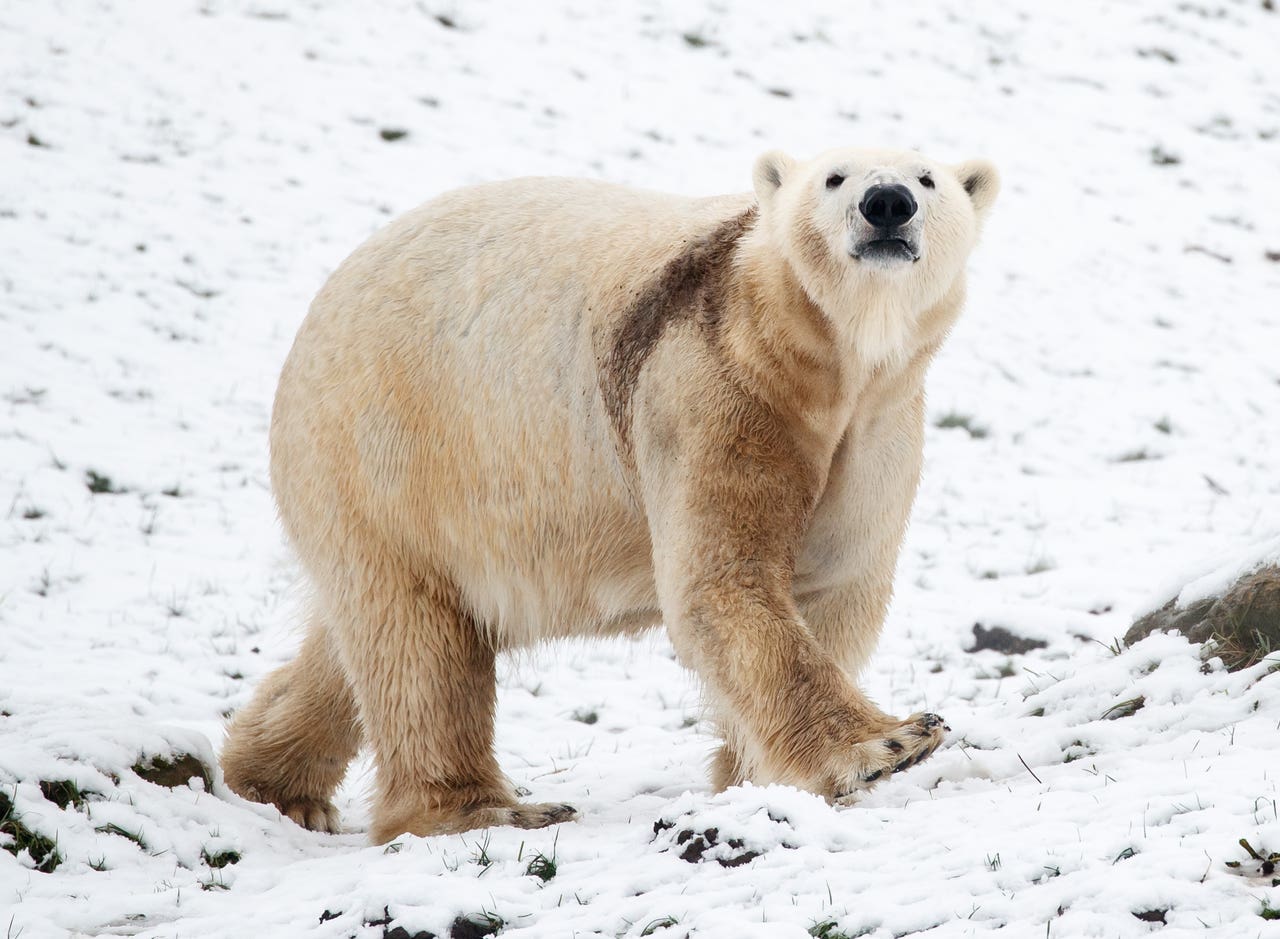 Canadian polar bears dying in high numbers, study finds Ledbury Reporter