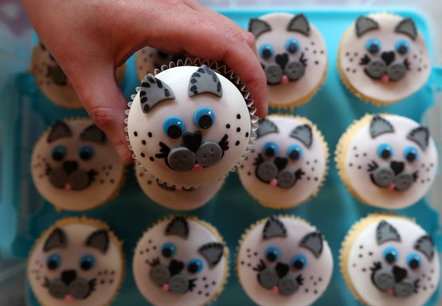 Dundee Cat Show