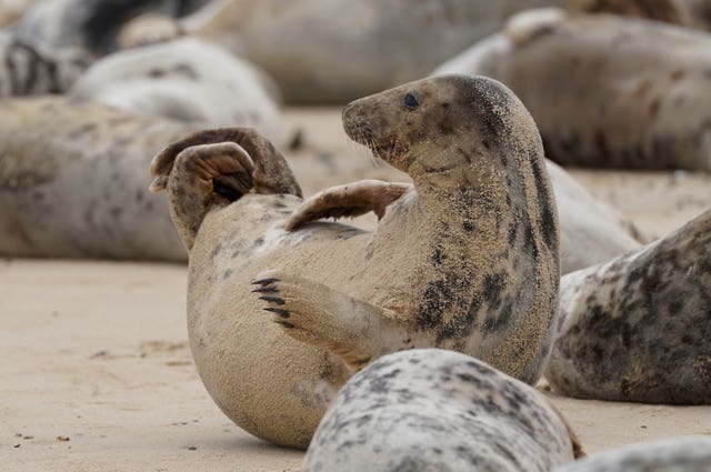 Atlantic grey seal annual moult – Norfolk