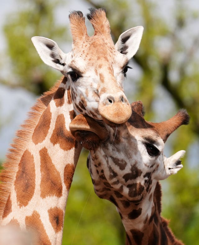 Two giraffes