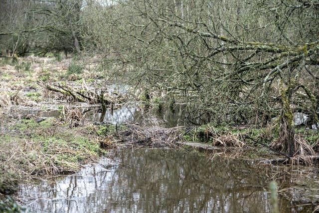 A view of a beaver-made dam at the wetlands area near Cullompton, Devon