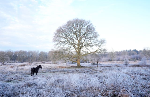 A horse grazes on Hothfield Common in frosty conditions near Ashford in Kent