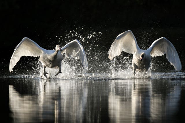 RSPCA Young Photographer Awards 2020