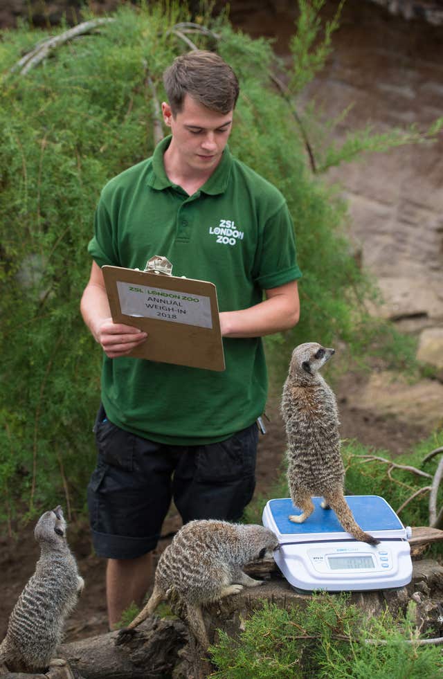 London Zoo annual weigh-in