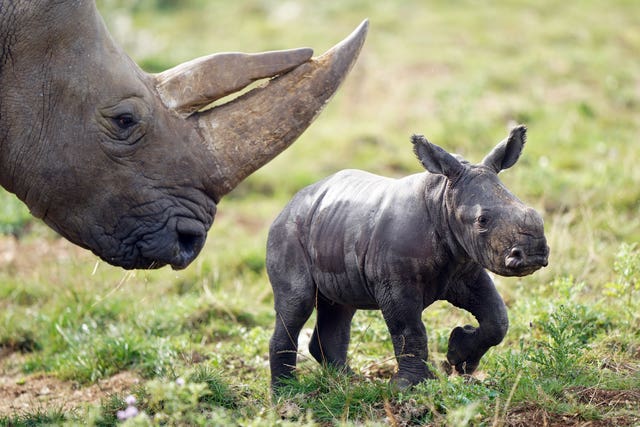 ZSL Whipsnade Zoo rhino calf