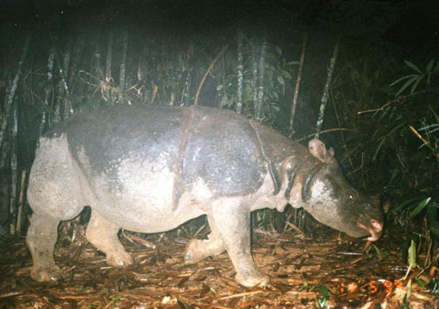 A Javan rhino in Vietnam