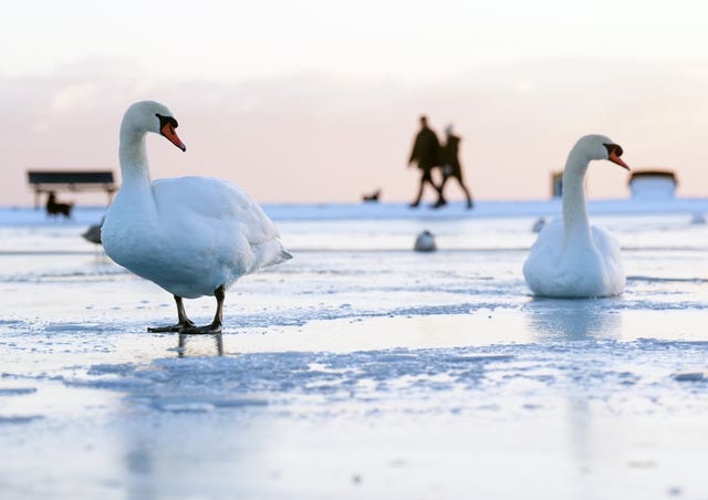 Swans on an icy pond 