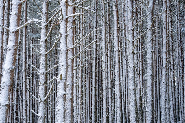 A wall of Scots pine trees covered in snow