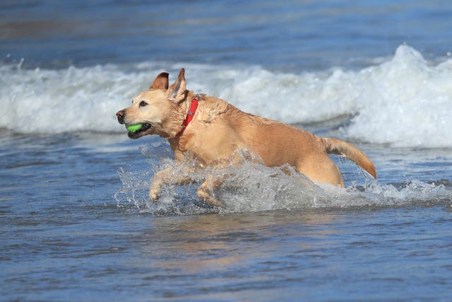 Dog in sea