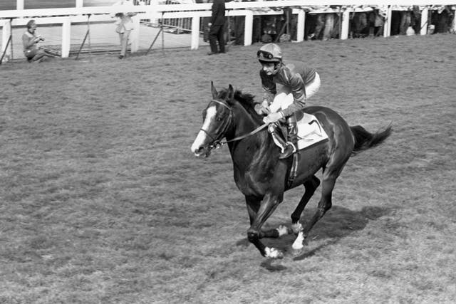 Shergar was the horse that propelled Sir Michael Stoute to the headlines