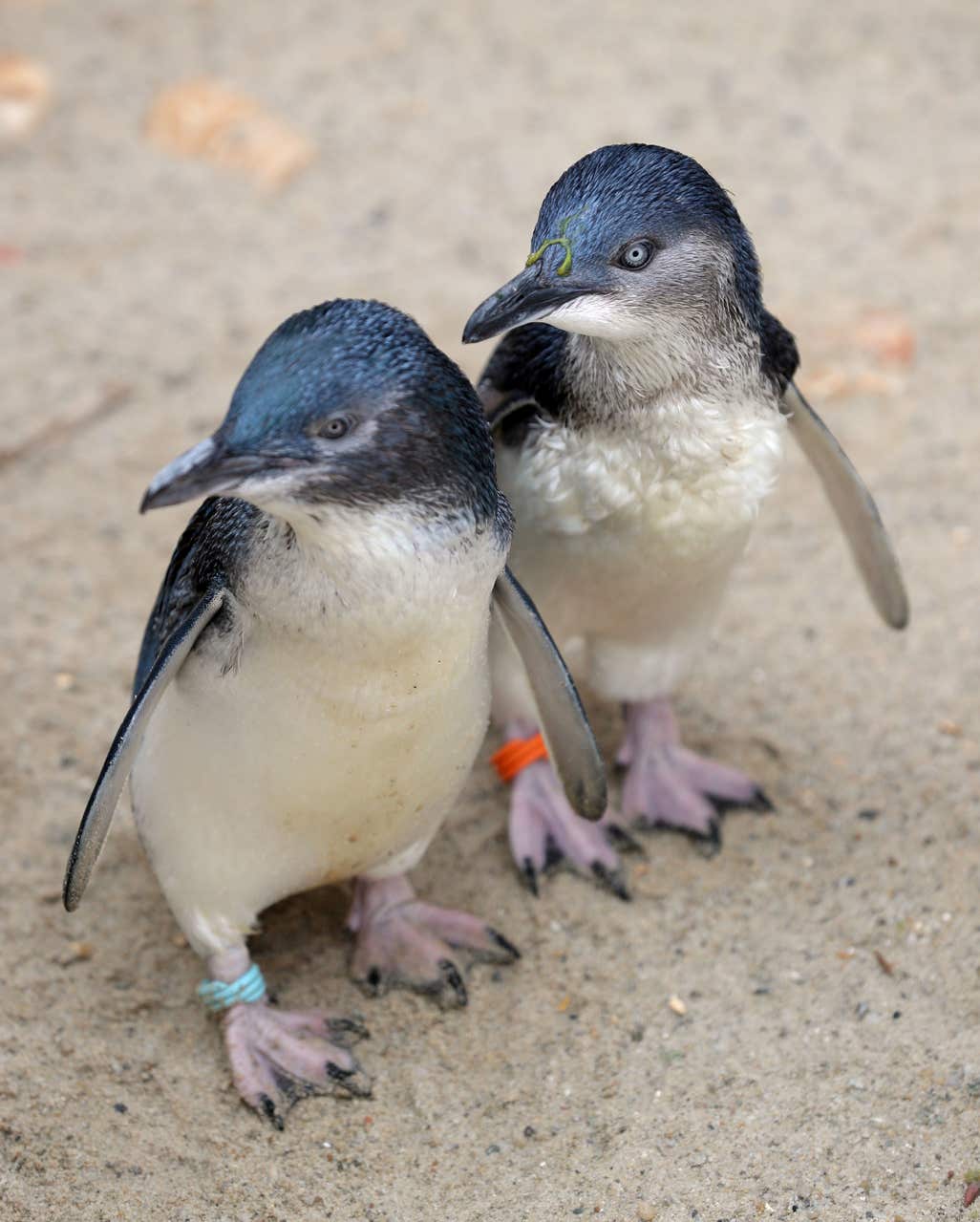 Top 99+ Images what is special about australia’s fairy penguin species Updated