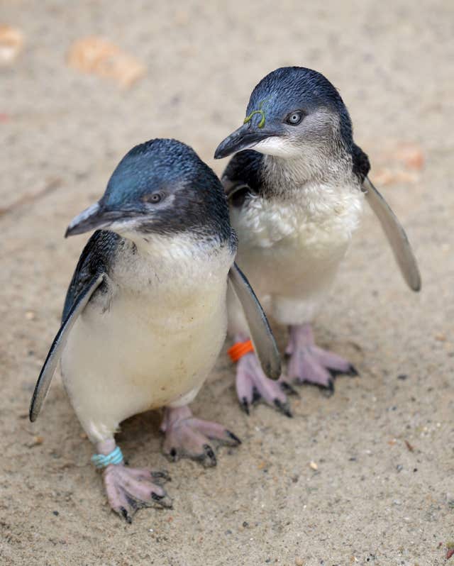 Fairy penguins are usually found only on the coastlines of southern Australia and New Zealand (Andrew Milligan/PA)