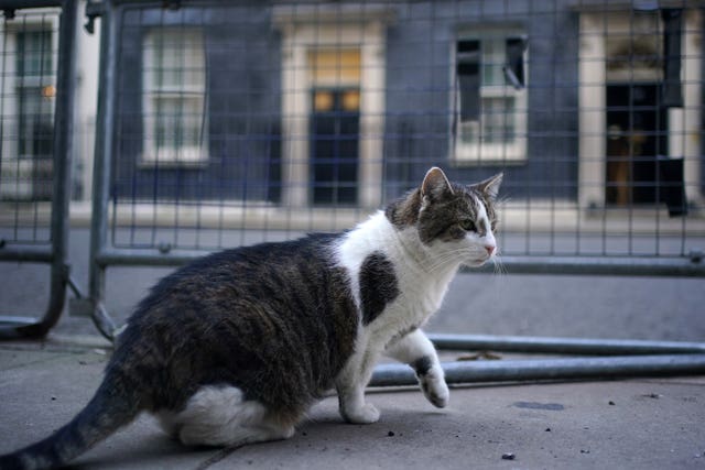 Larry the cat, in Downing Street, London 