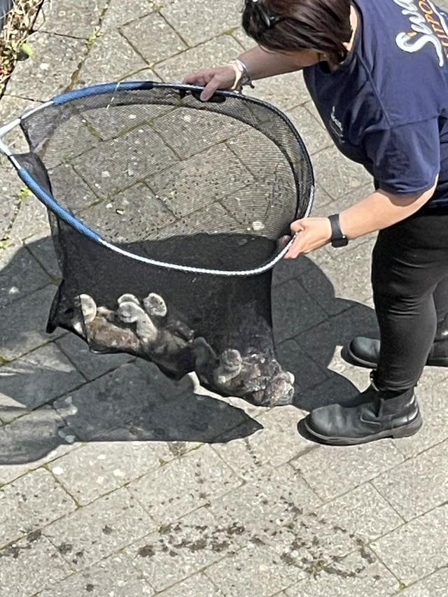 Wendy Hermon from Swan Support with the cygnets 