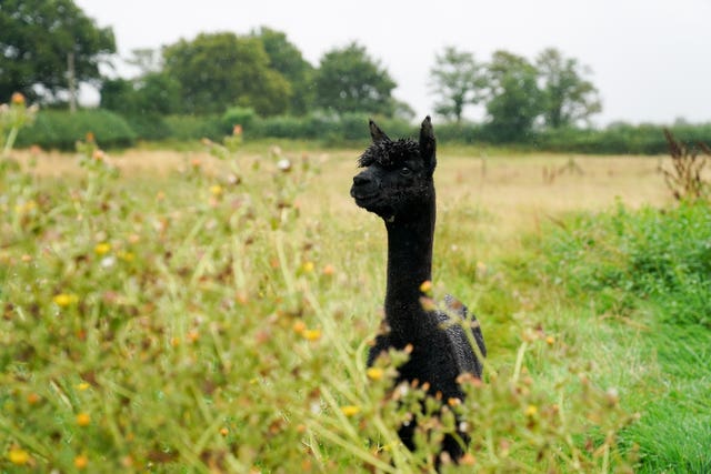 Geronimo awaits his fate in isolation in South Gloucestershire (Jacob King/PA)