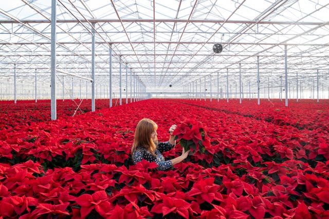 Poinsettia producers gear up for Christmas