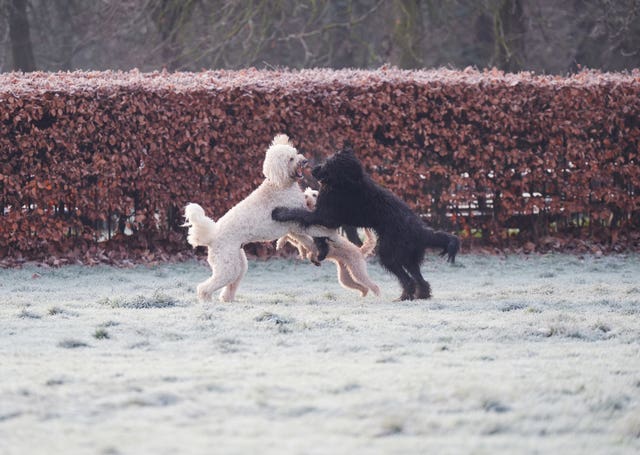 Dogs playing in a frost covered Greenwich Park