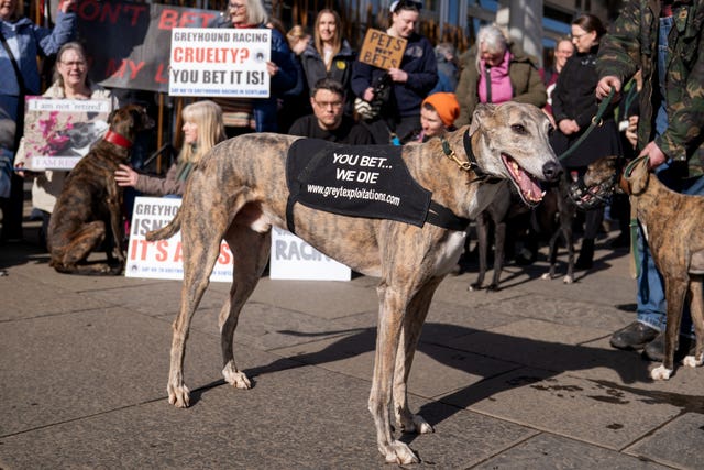 A greyhound wearing a coat which has the comment 'You bet, we die' on it
