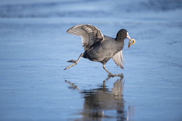 Coot On Ice by Zhai Zeyu, from China, has been highly commended in the 10 years and under category 