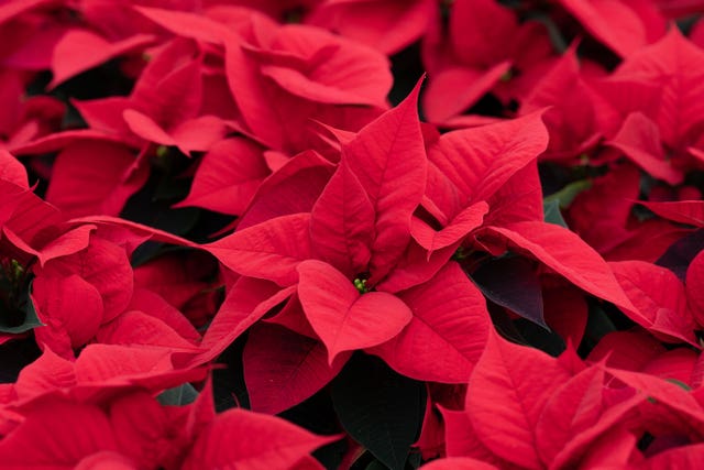 Poinsettia producers gear up for Christmas
