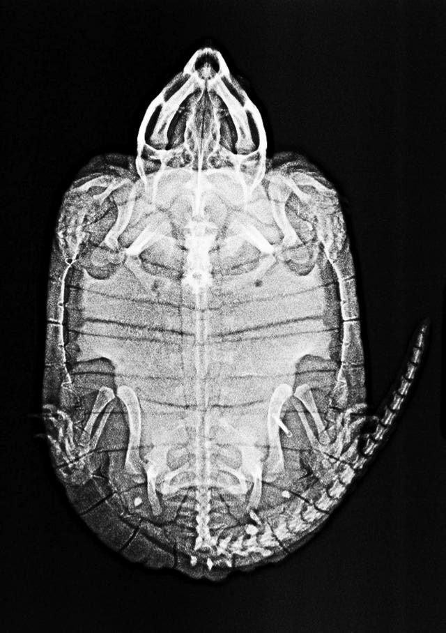 An X-ray of a big-headed turtle 