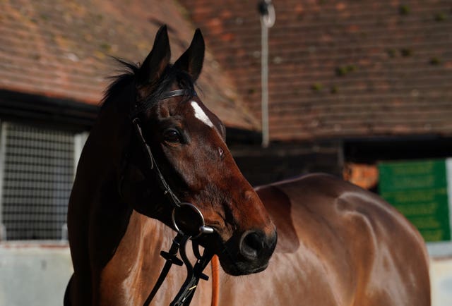 Hitman during a visit to Paul Nicholls' Manor Farm Stables 