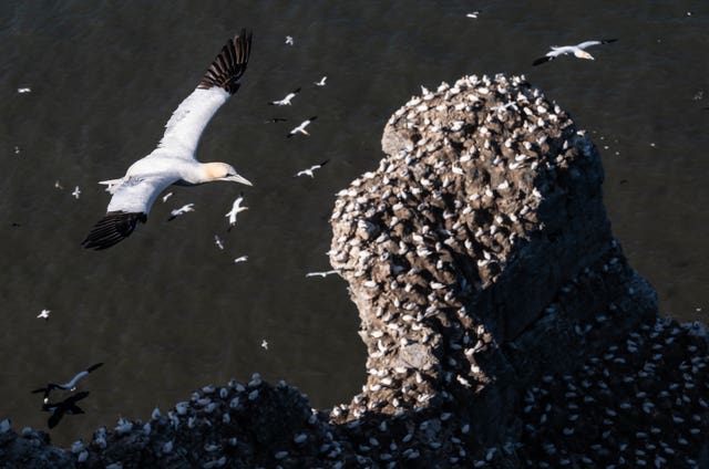 Gannets