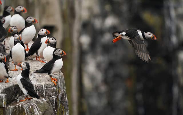 A puffin flies from a cliff, where other puffins wait