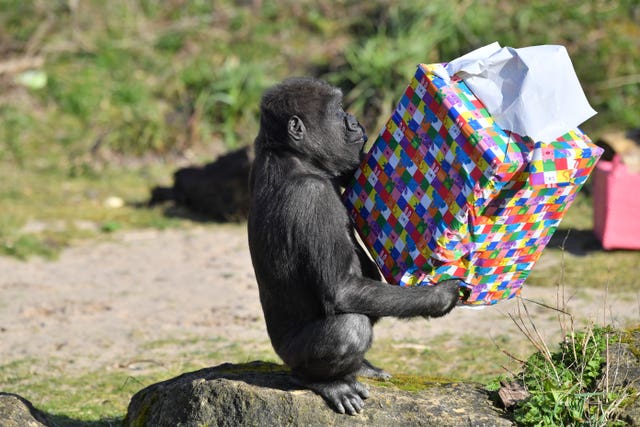 Ceasarean gorilla celebrates fourth birthday