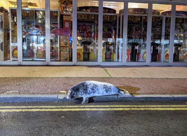 Hemsby seal pup