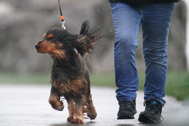 A dog being walked in the wind and rain