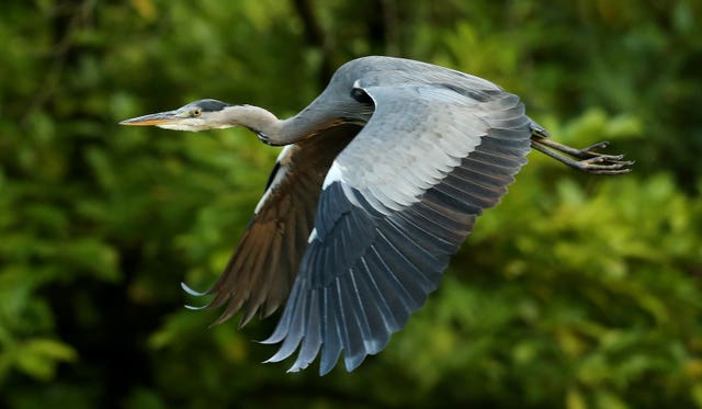 A national census of herons has been running since 1928 (Niall Carson/PA)