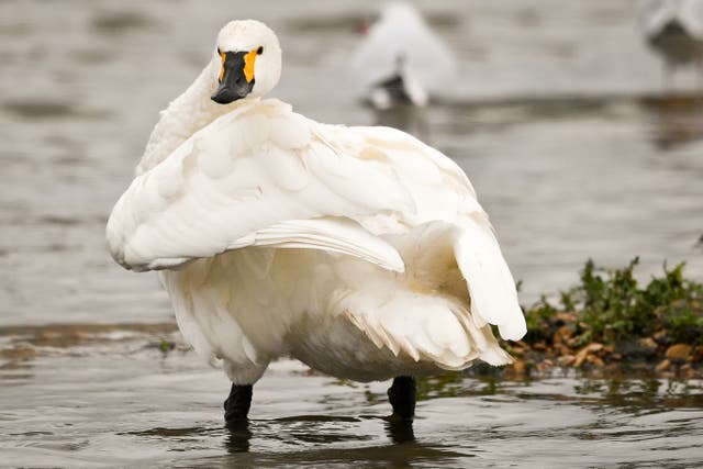 Bewick’s swans preen their feathers at Slimbridge Wildfowl & Wetlands Trust, Gloucestershire