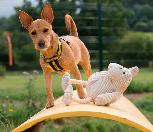Dogs Trust dogs test products