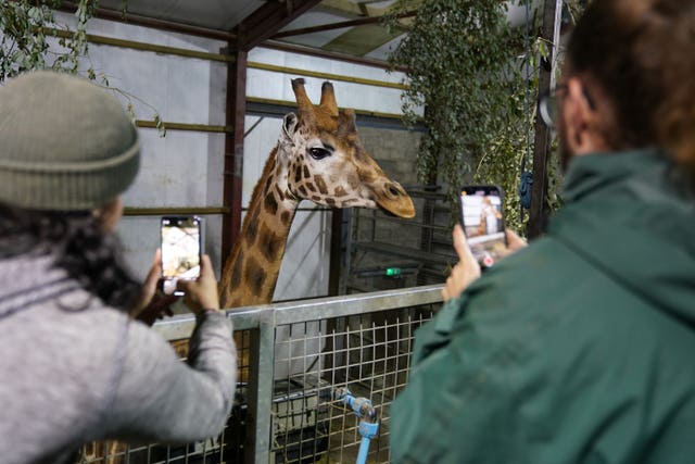 New giraffe at Blair Drummond Safari