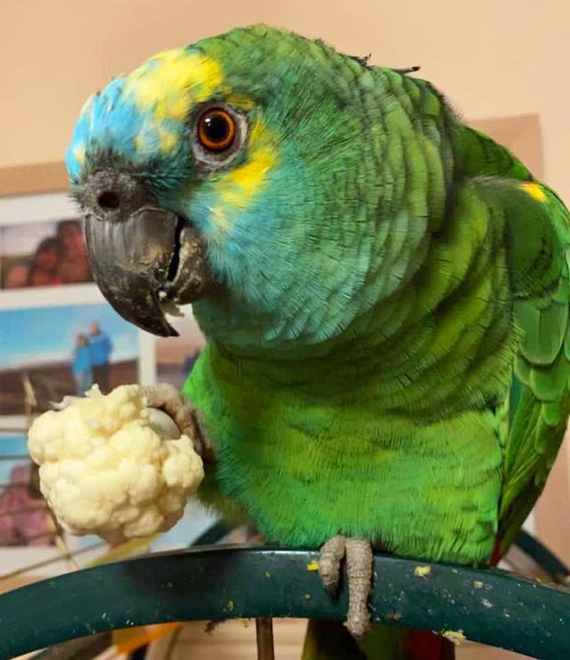 A parrot (RSPCA/PA)