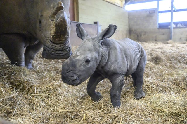 A baby rhino walks towards the camera, its mother is visible in the background. They are in an enclosed building and the floor is covered in straw.