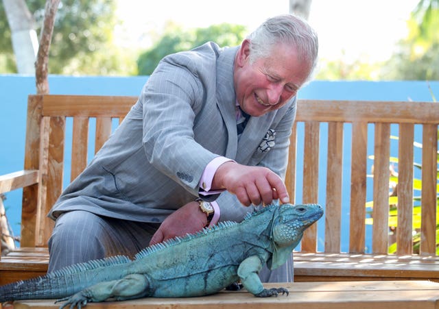 The Prince of Wales strokes a blue iguana at the Queen Elizabeth II Royal Botanic Park during his visit to the Cayman Islands