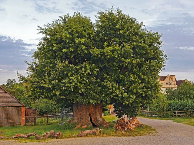 Tree of the year contenders