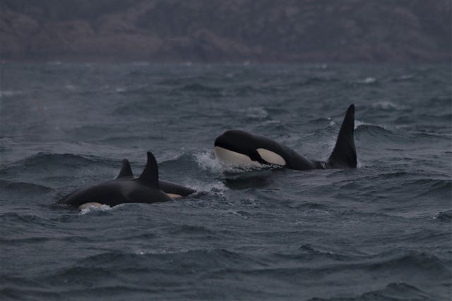 A killer whale pod