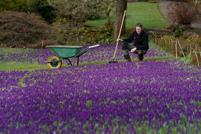 Gardener Chris Orton, at the National Trust’s Wallington Hall, checks thousands of crocuses which have started to bloom weeks early