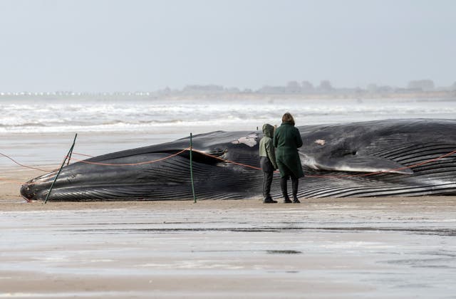 Fin whale washed up in Bridlington