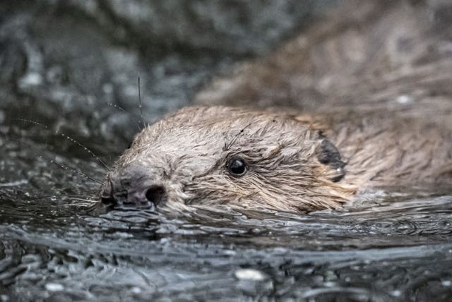 A beaver swims through the water