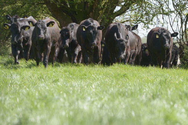 Healthier cattle create less emissions and make more money for farmers, the NFU says (Anthony Devlin/PA)
