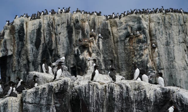 Guillemots were among the birds hit by the torrid weather earlier this month (Owen Humphreys/PA)