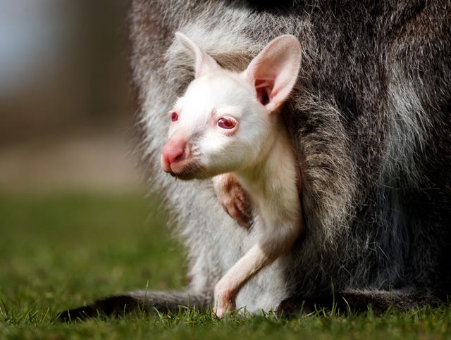 Albino baby wallaby