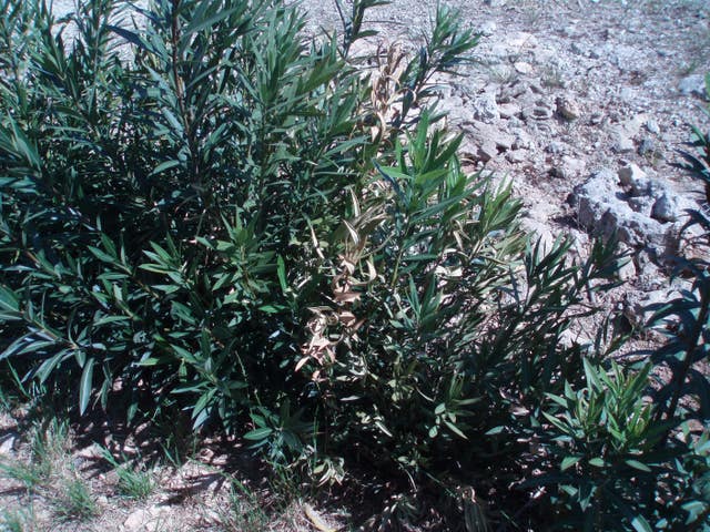 Xylella fastidiosa plant disease